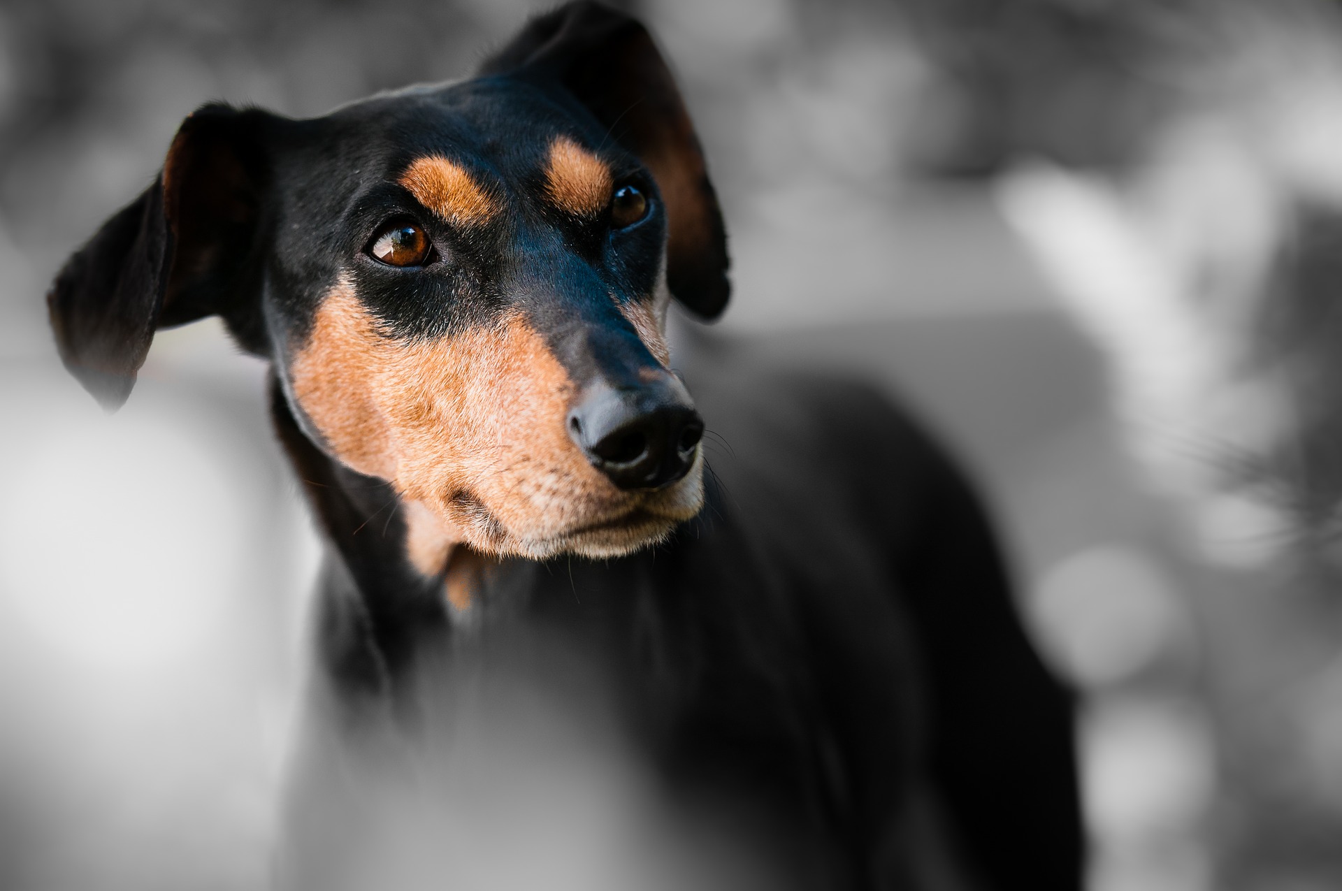 Cachorro com rosto inchado veja o que pode ser