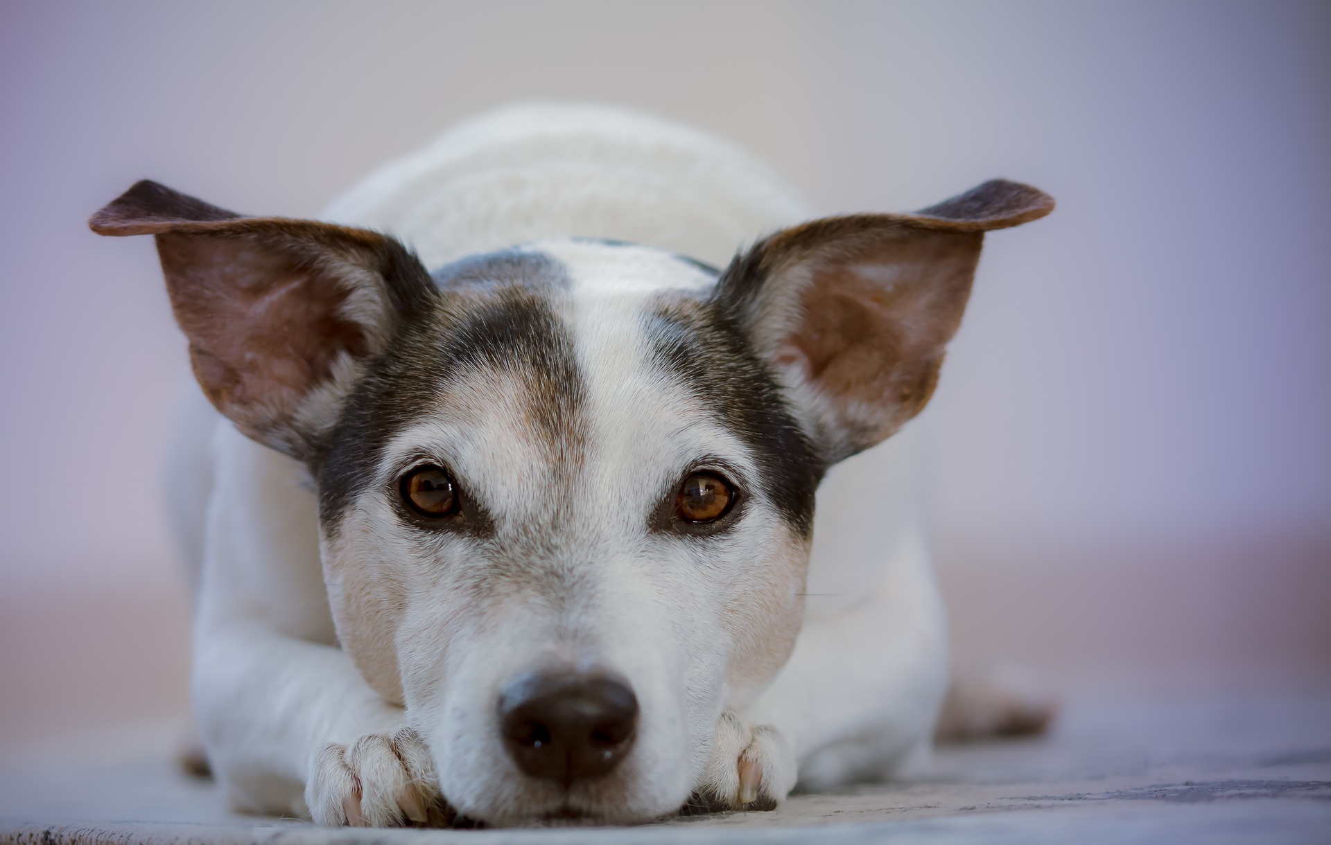 cachorro com rosto inchado