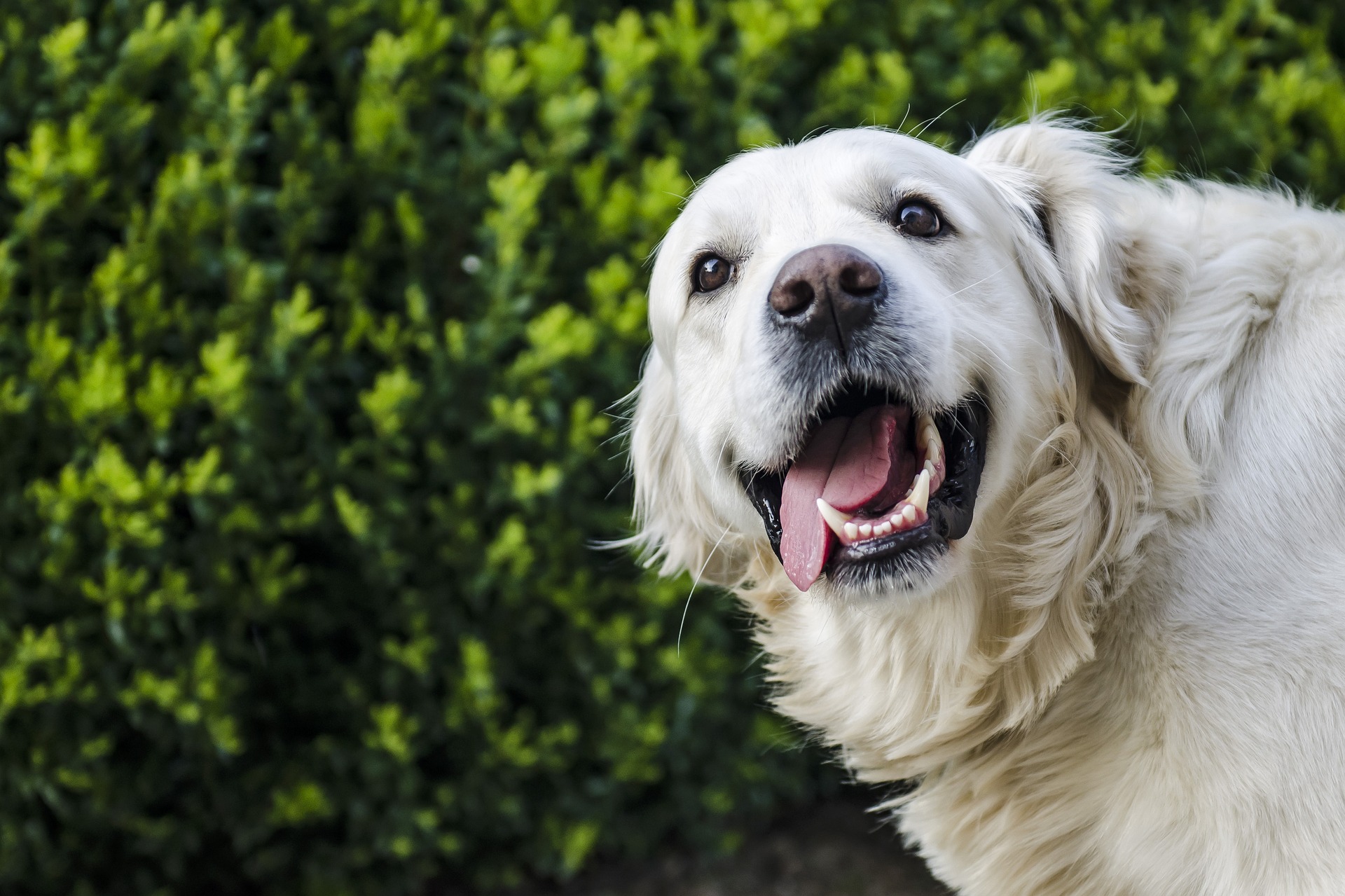 Cachorro perde dente