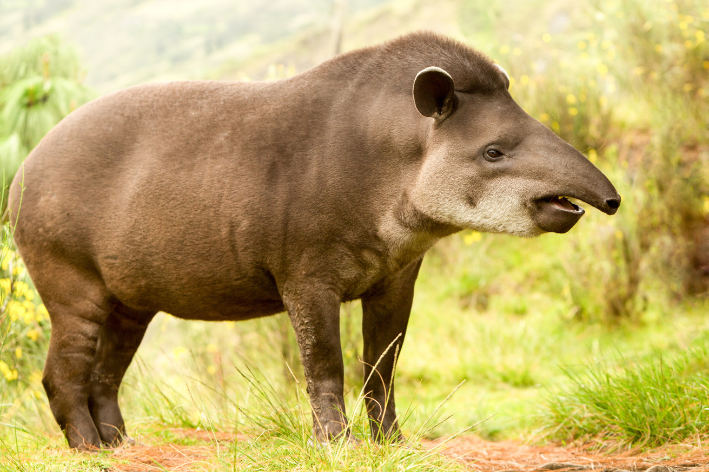 anta maior animal terrestre do Brasil