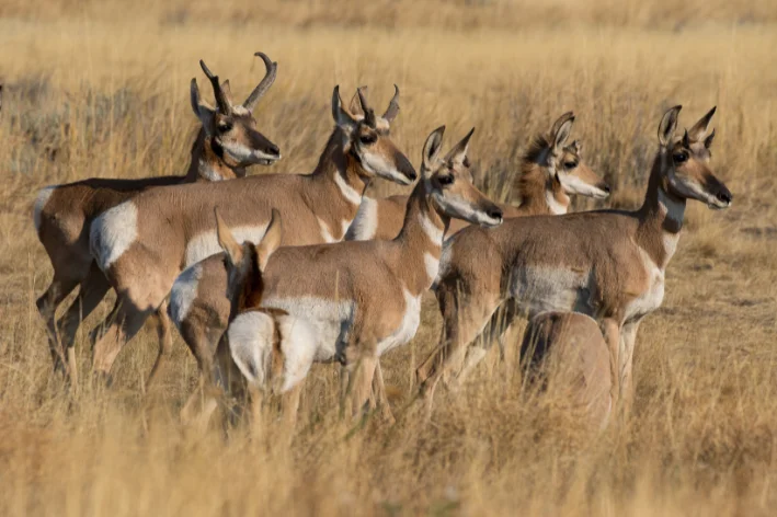 animal terrestre rápido