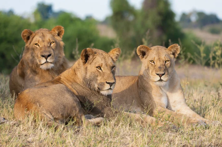 felinos mais rápidos do mundo