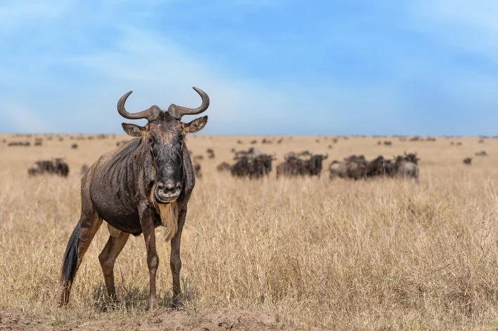 gnu boi-cavalo