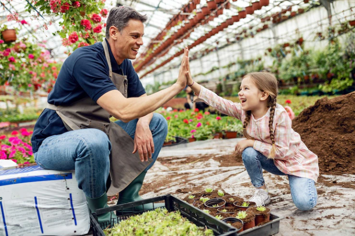 como plantar gengibre