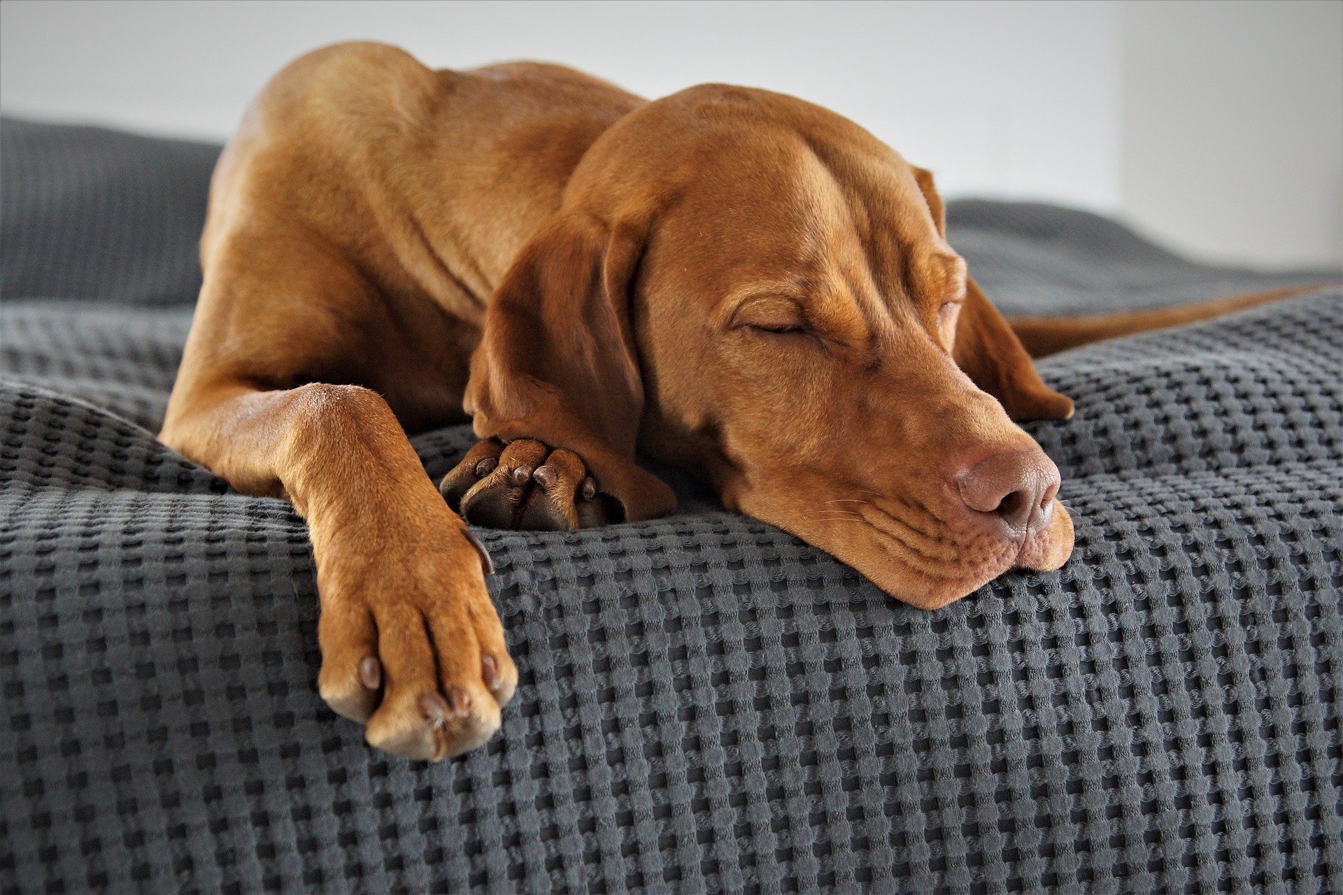 Música para cachorro dormir?