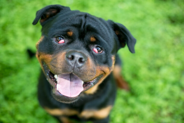 olho de cereja em cachorro