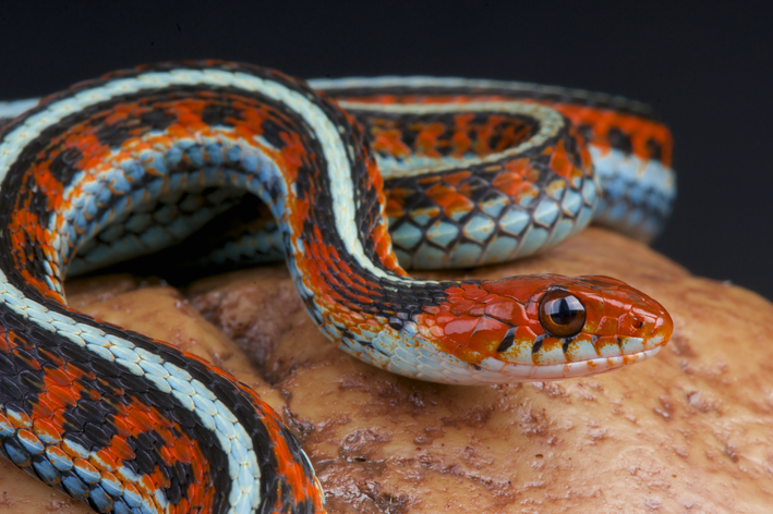 a cobra mais bonita do mundo