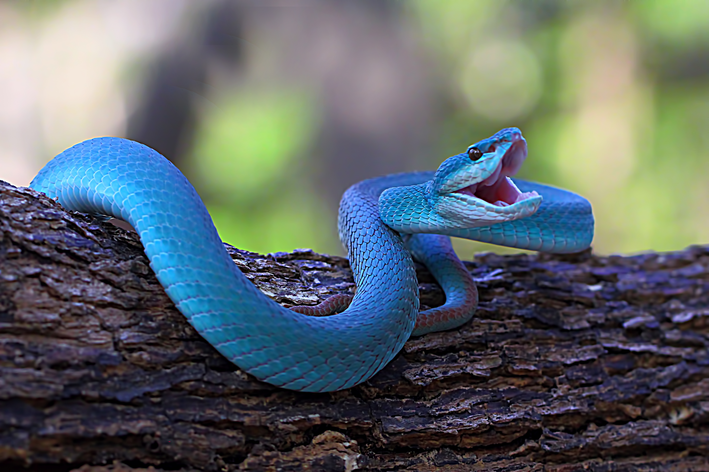 a cobra mais bonita do mundo