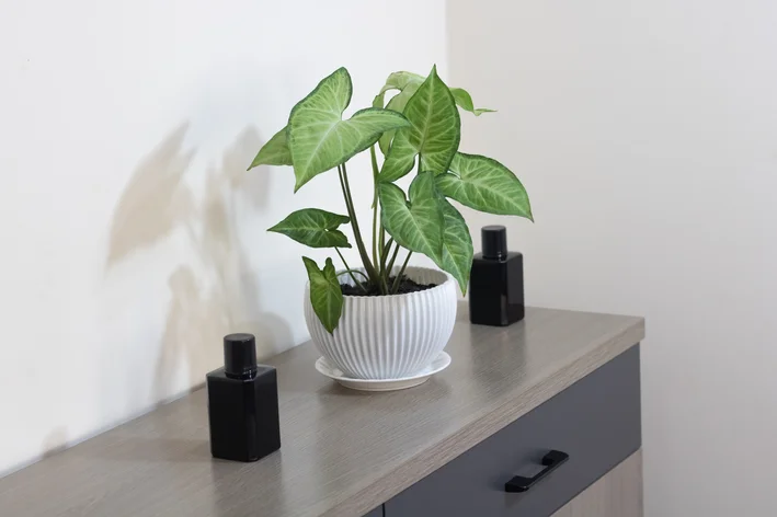 vaso com aglaonema verde e branca