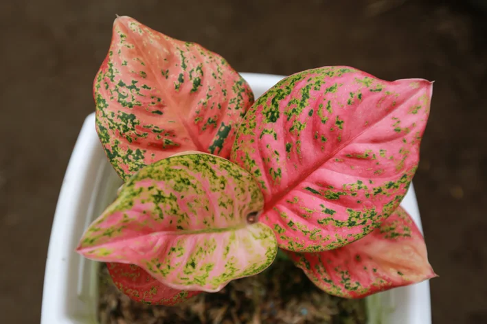 vaso com aglaonema rosa