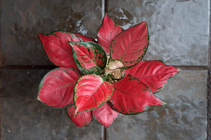 vaso com Aglaonema vermelha