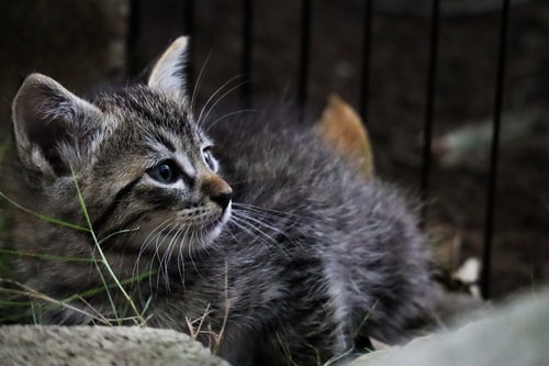 anemia em gatos sintomas