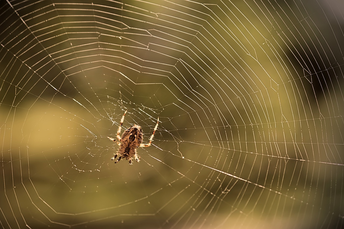 aranha é vertebrado ou invertebrado