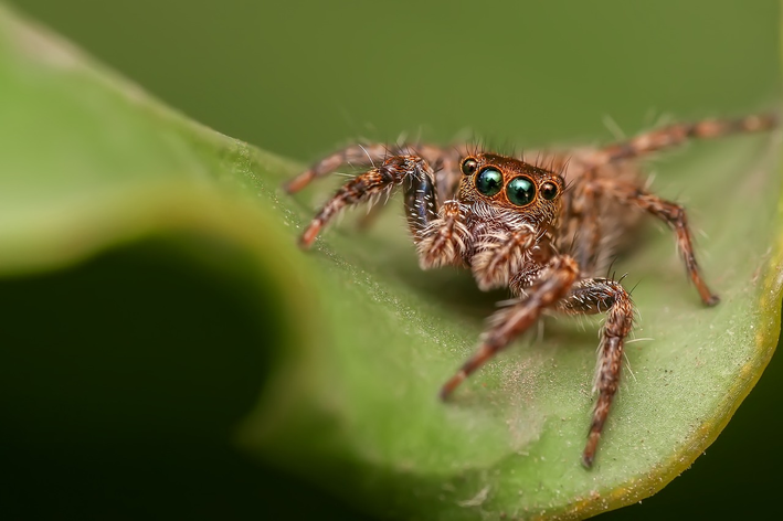 aranha é vertebrado ou invertebrado