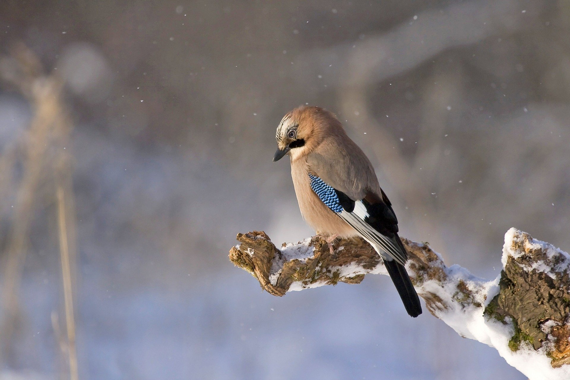 aves raras