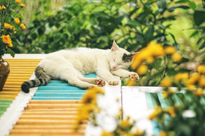 Como prevenir a bronquite nos gatos