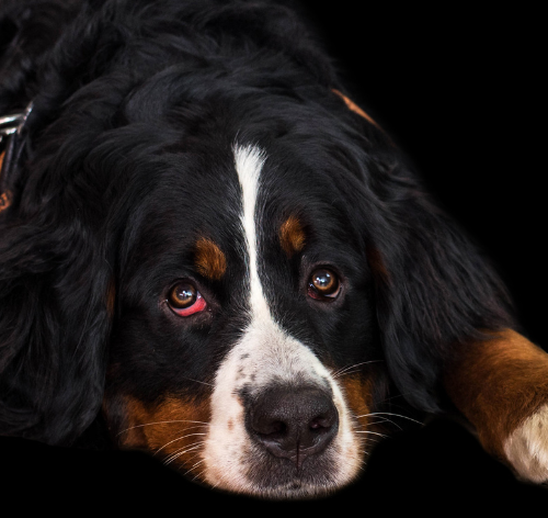 Cachorro com olho vermelho