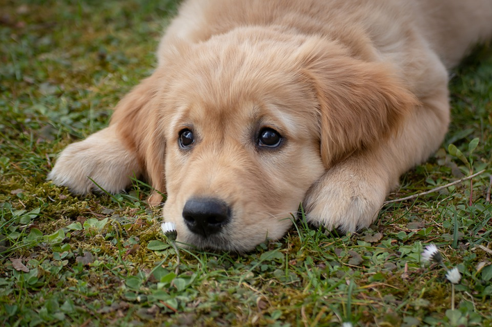 Cachorro fezes gelatinosa com sangue: o que pode ser?