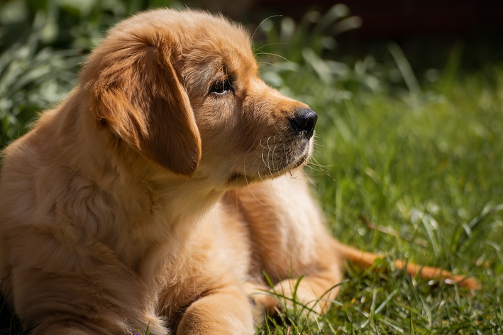 cachorro fezes gelatinosa com sangue