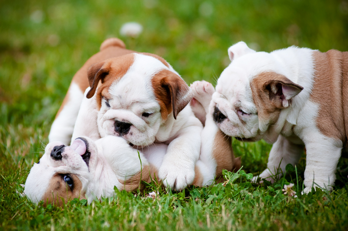 três filhotes de buldogue inglês no parque