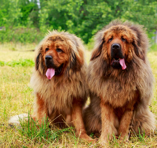 dois cachorros mais caros do mundo mastim tibetano