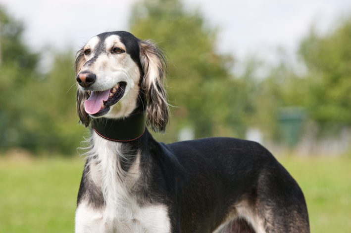 saluki de coleira no parque