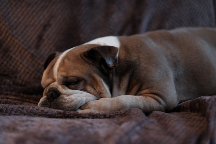 cachorro deitado triste dormindo