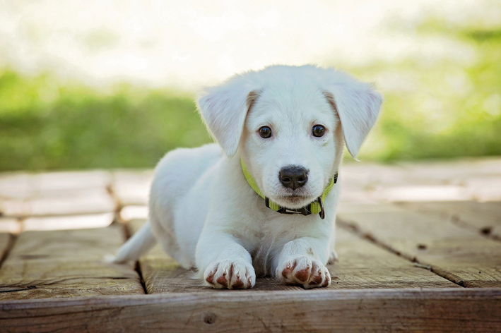 Alimentos proibidos para cachorros