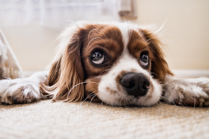 O que fazer caso seu cachorro coma pitanga