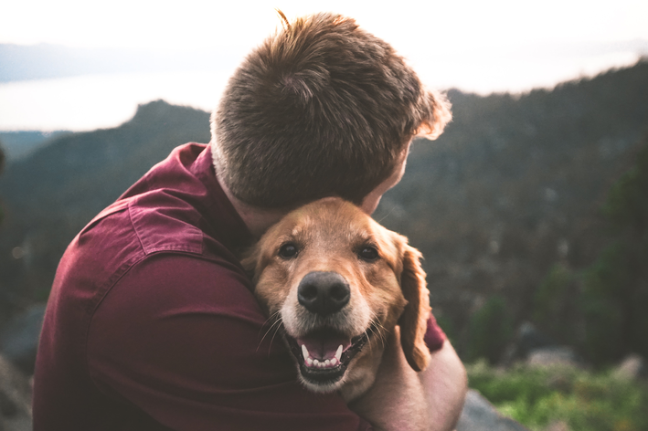 Cachorro tem memória: verdade ou mito?