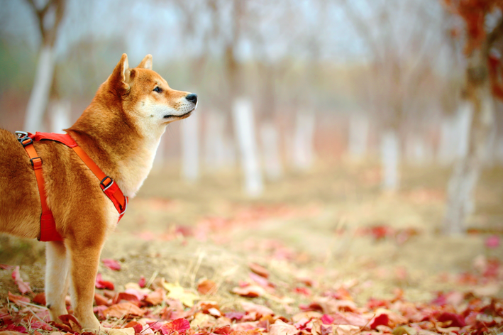 Por quanto tempo um cachorro lembra do dono?