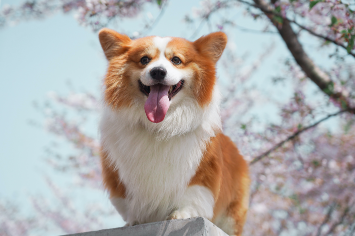 Cauda quebrada de cachorro: o que você precisa saber