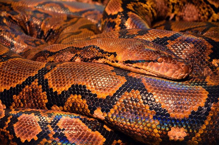 cobra é vertebrado ou invertebrado