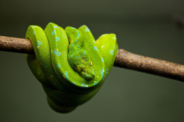 cobra é vertebrado ou invertebrado