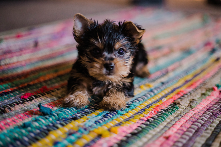 Como acalmar filhote de cachorro