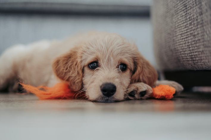 Como acalmar filhote de cachorro desde o primeiro dia