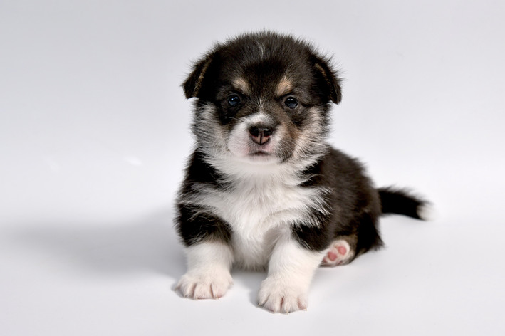 Como acalmar cachorro filhote com passeio e adestramento