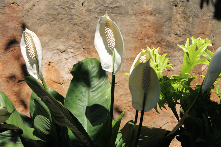 Cuidados com a planta copo de leite