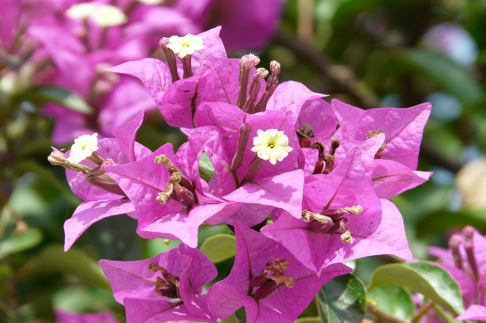 Como cuidar de Bougainville