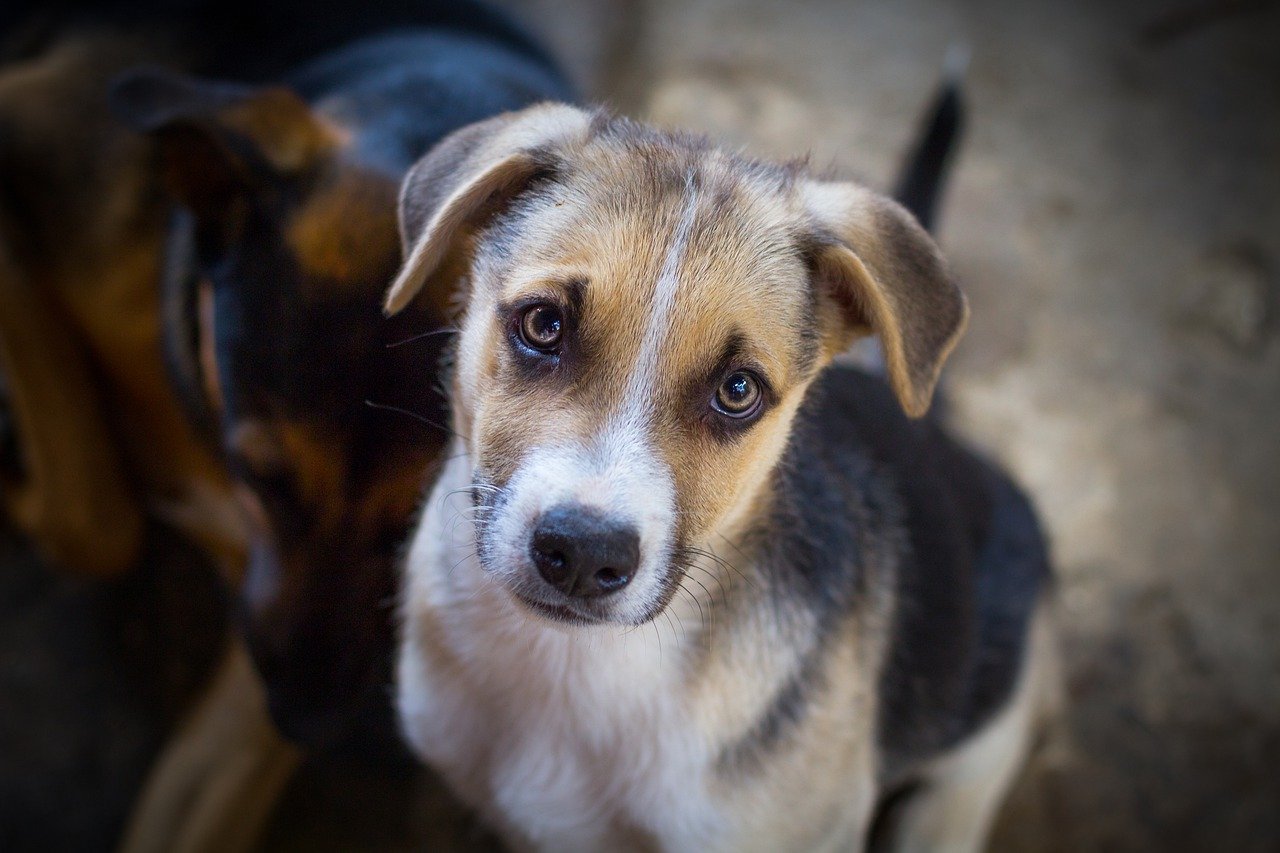 como dar remédio líquido para cachorro filhote?