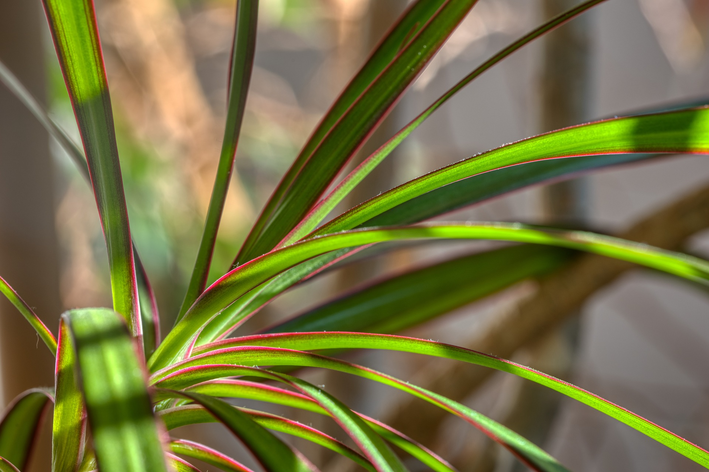 Descubra como plantar dracena e comece já