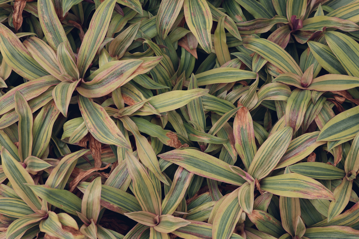 Como plantar dracena: passo a passo