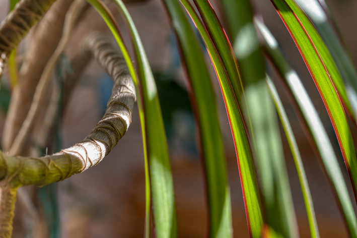 Cuidados com a dracena