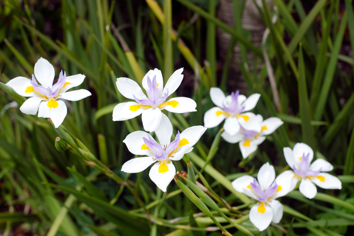 As flores da moreia