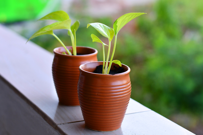 como plantar rúcula