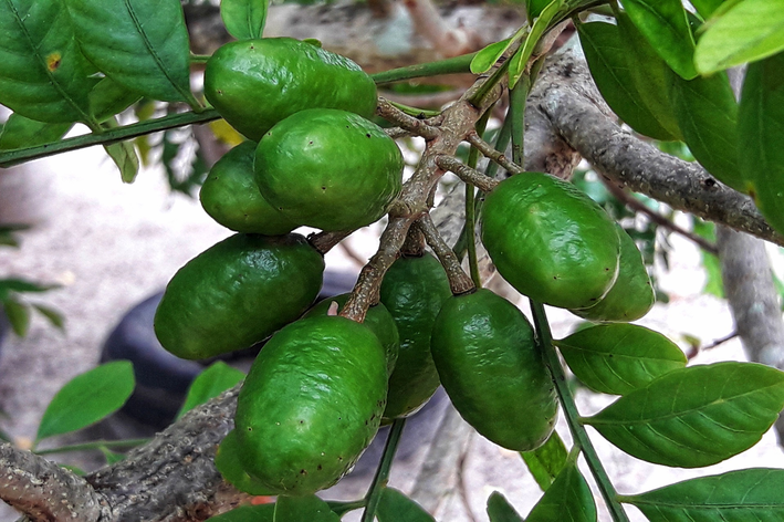 Como plantar seriguela: descubra aqui!