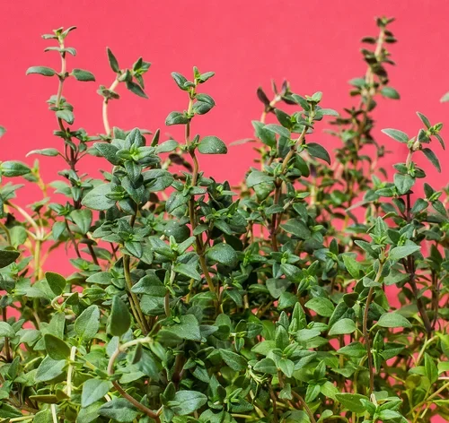 planta tomilho no jardim