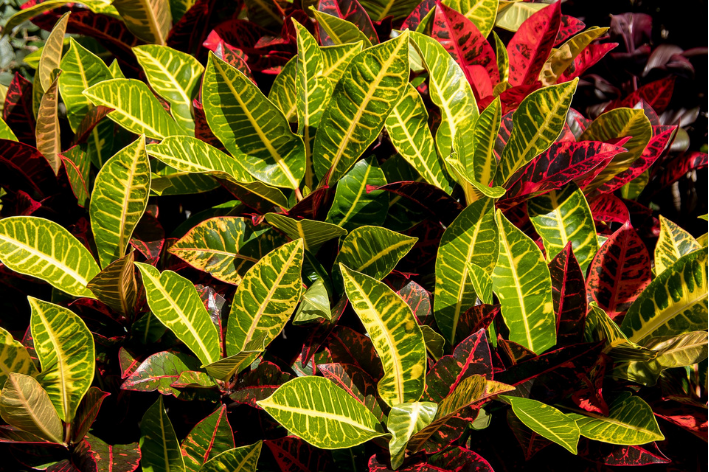 croton