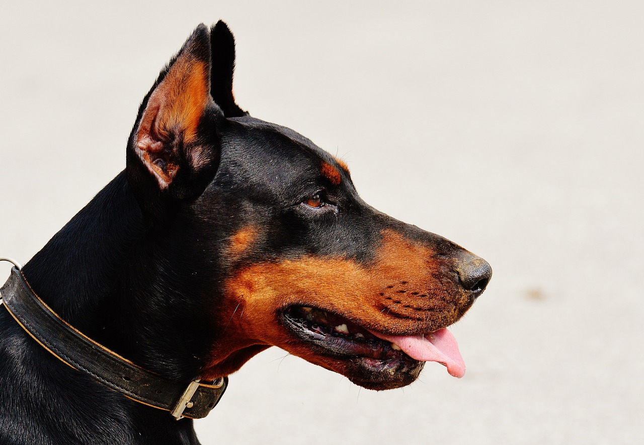 cachorro cresce até que idade