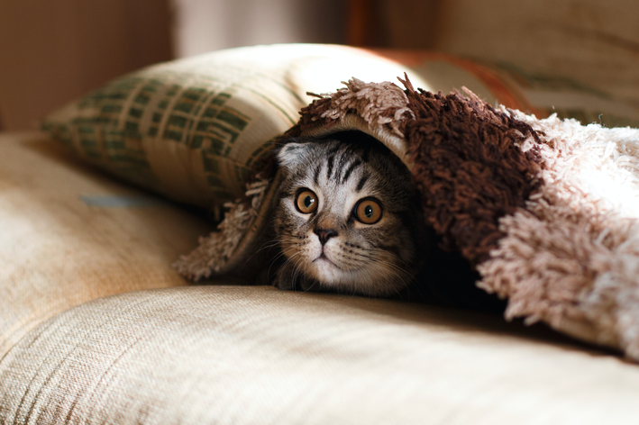 Fecaloma em gatos: fique atento ao seu pet